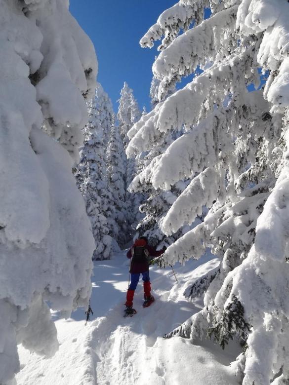 Gaestehaus Alpengruss Daire Mayrhofen Dış mekan fotoğraf